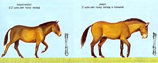 Лошади _05.jpg