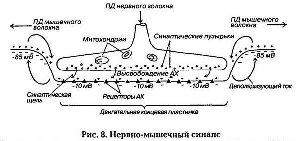Нормальная физиология _9.jpg
