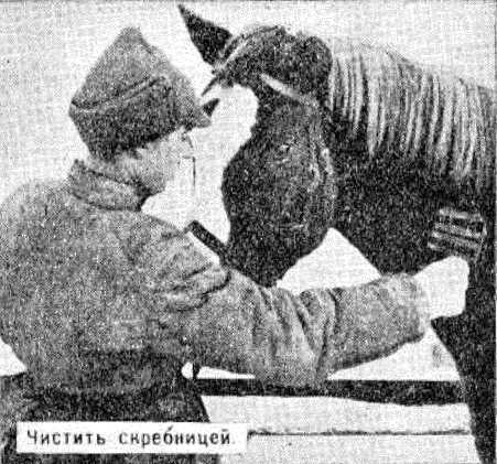 Боевой товарищ. Лошадь и уход за ней i_006.jpg